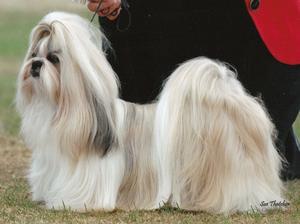shih-tzu picture