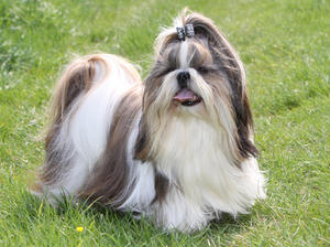 shih-tzu picture