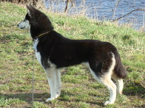 Siberian Husky picture