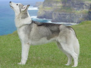 siberian-husky picture