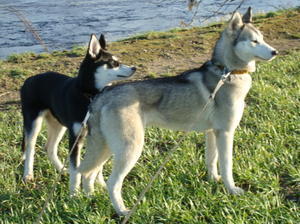 siberian-husky picture