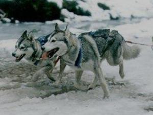 siberian-husky picture