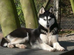 siberian-husky picture