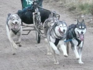 siberian-husky picture