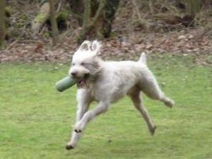 slovakian-rough-haired-pointer picture