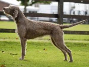 slovakian-rough-haired-pointer picture