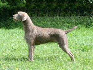 slovakian-rough-haired-pointer picture