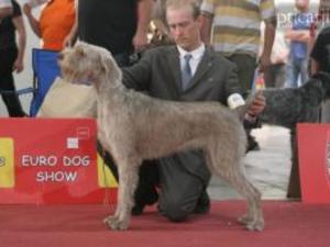 slovakian-rough-haired-pointer picture