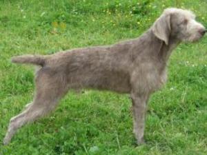 slovakian-rough-haired-pointer picture
