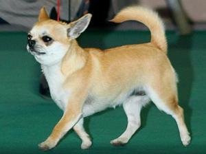 smooth-coat-chihuahua picture