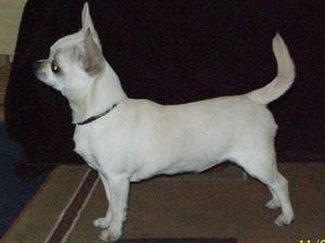 smooth-coat-chihuahua picture