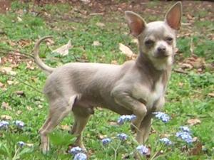 smooth-coat-chihuahua picture