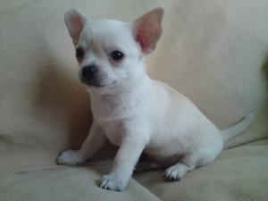 smooth-coat-chihuahua picture