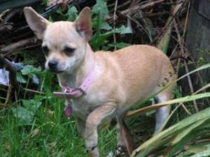 smooth-coat-chihuahua picture