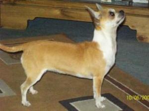 smooth-coat-chihuahua picture