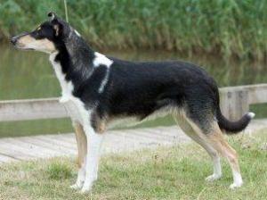 smooth-collie picture