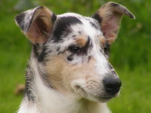 smooth-collie picture