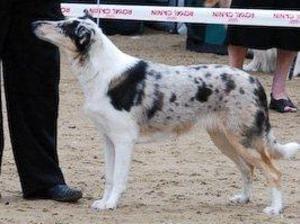 smooth-collie picture