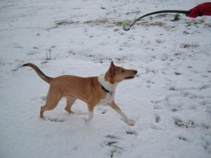 smooth-collie picture