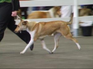 smooth-collie picture