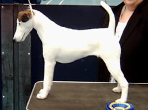 smooth-fox-terrier picture