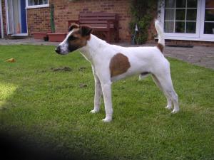 smooth-fox-terrier picture