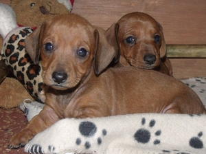 smooth-haired-dachshund picture