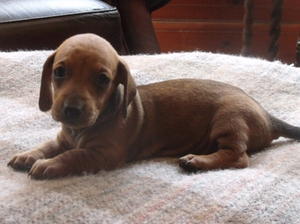 smooth-haired-dachshund picture