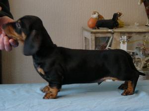 smooth-haired-dachshund picture
