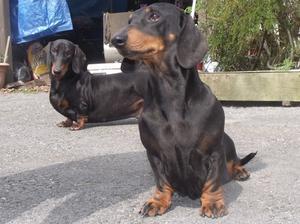smooth-haired-dachshund picture
