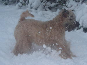 soft-coated-wheaten-terrier picture