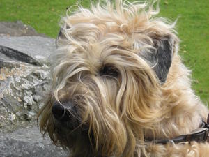soft-coated-wheaten-terrier picture
