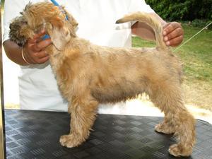 soft-coated-wheaten-terrier picture