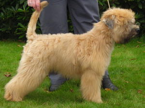 soft-coated-wheaten-terrier picture