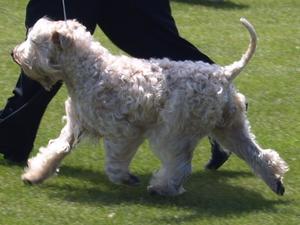 soft-coated-wheaten-terrier picture