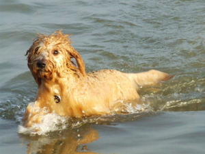 spanish-water-dog picture