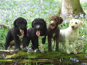 spanish-water-dog picture