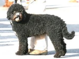 spanish-water-dog picture