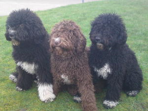 spanish-water-dog picture
