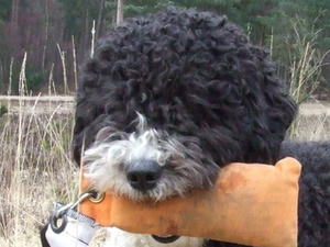 spanish-water-dog picture