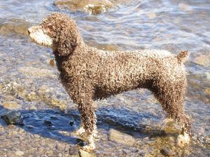 spanish-water-dog picture