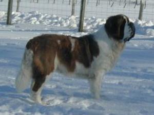 st-bernard picture