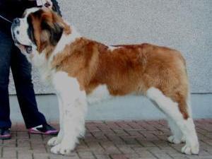 st-bernard picture
