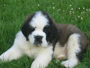 st-bernard picture