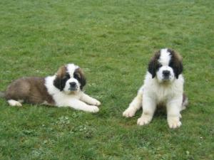 st-bernard picture