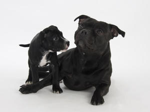 staffordshire-bull-terrier picture