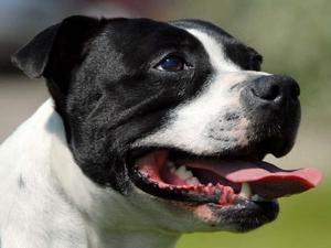 staffordshire-bull-terrier picture
