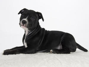 staffordshire-bull-terrier picture