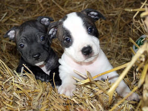 staffordshire-bull-terrier picture