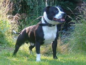 staffordshire-bull-terrier picture